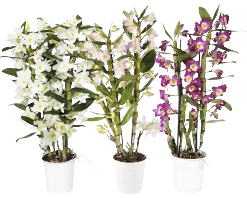 Dendrobium mix FloraSelf Dendrobium nobile 50-65 cm kvetináč Ø 12 cm 3 laty 1 ks, rôzne farby