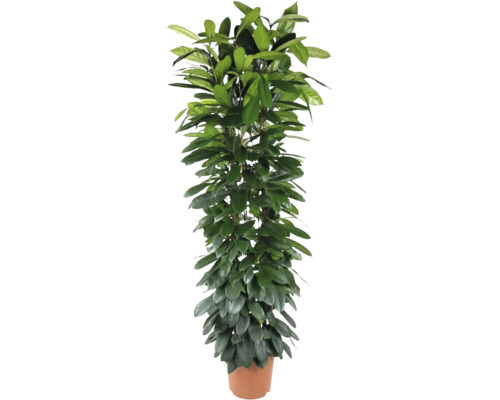 Fikus africký FloraSelf Ficus cyathistipula V cca 180 cm Ø kvetináča 32 cm