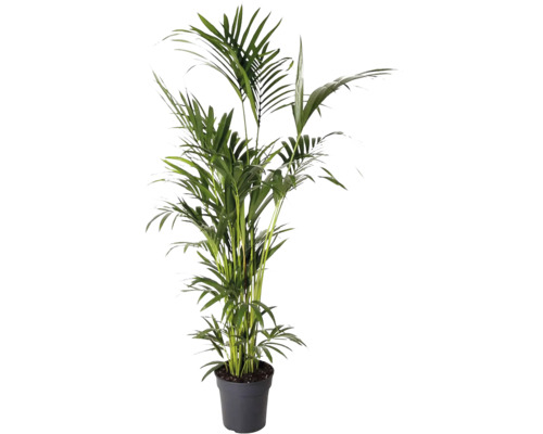 Rajská palma, kentia FloraSelf Howea forsteriana 200-210 cm kvetináč Ø 31 cm