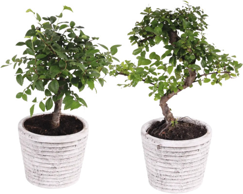 Bonsai mix kvetináč Rustic Touch Ø 14 cm 1 ks, rôzne druhy