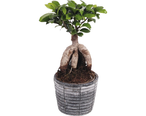 Figovník maloplodý FloraSelf Ficus microcarpa Ginseng kvetináč Ø 14 cm s keramickým obalom Rustic Touch