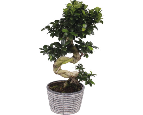 Figovník maloplodý S-Shape FloraSelf Ficus microcarpa Ginseng cca 60 cm kvetináč Ø 23 cm s keramickým obalom Rustic Touch