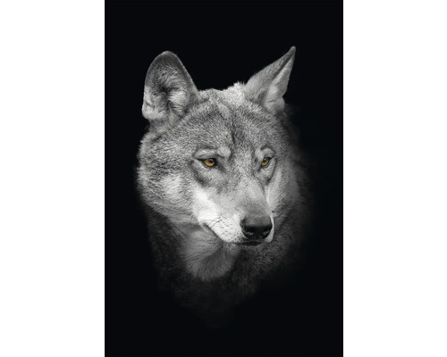 Obraz na plátne CAN 60x90 cm vlk