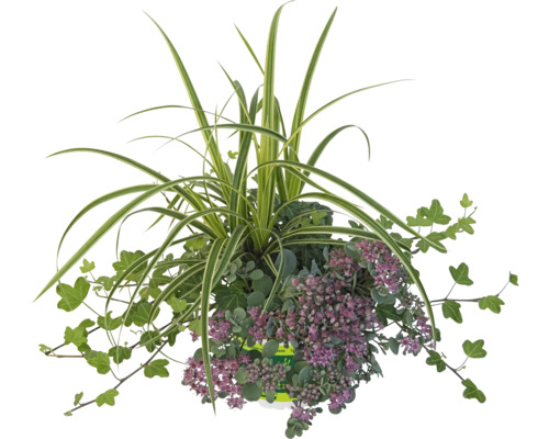 Aranžmán okrasných rastlín pre vonkajšie použitie