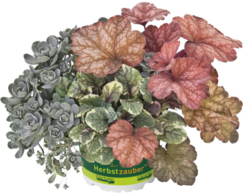 Črepníková rastlina Jesenné kúzlo s rôznymi tvarmi a farbami listov