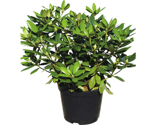 Rododendron v kvetináči do záhrady