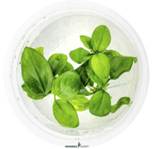 Akvarijná rastlina vo vode