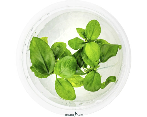 Akvarijná rastlina vo vode