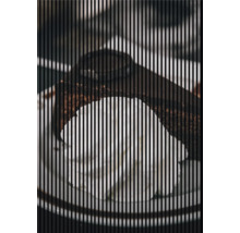 Porcia tiramisu na tanieri