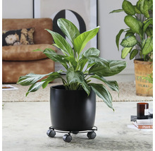 Izbová rastlina v čiernom kvetináči s kolieskami