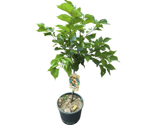 Marhuľový strom v kvetináči