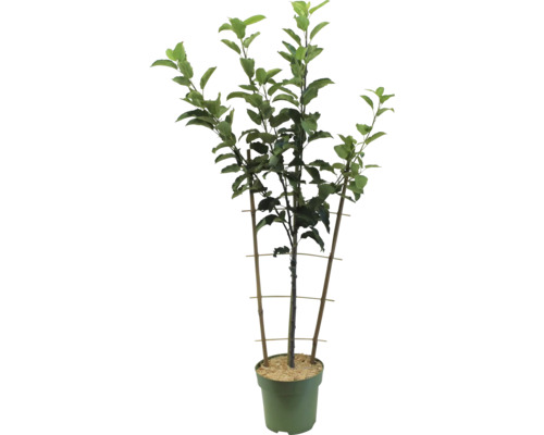 Jabloň v kvetináči s podpornou konštrukciou