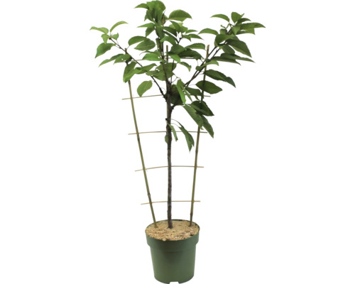 Čerešňa v kvetináči s podpornou mriežkou