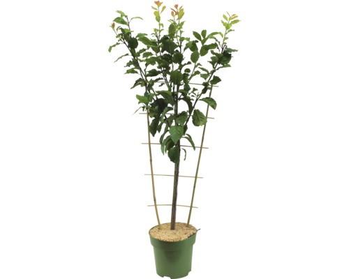 Ovocný strom v kvetináči s podperou