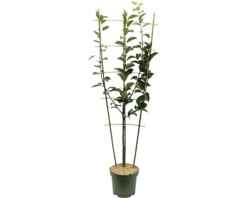 Strom v kvetináči s oporou pre popínavé rastliny