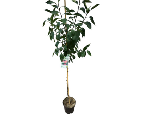 Jabloň v kvetináči s oporným kolíkom a etiketou