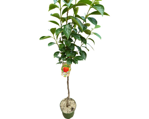 Persimmon v kvetináči so zelenými listami