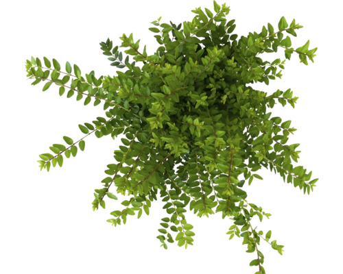 Pohľad zhora na vždyzelenú rastlinu zemolezu krovitého