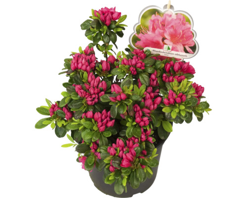 Japonská azalka v kvetináči s červenými kvetmi