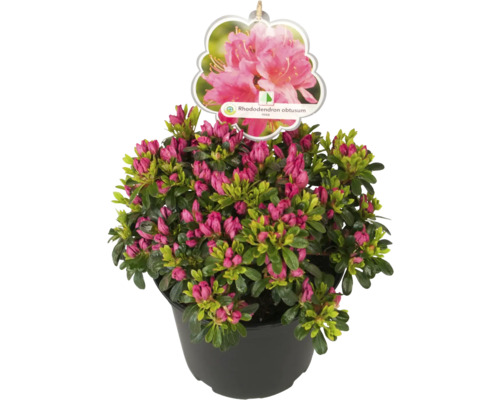 Japonská azalka v kvetináči s púčikmi