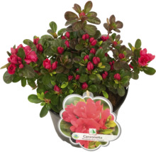 Azalka Canzonetta v kvetináči s červenými kvetmi