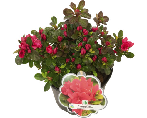 Azalka Canzonetta v kvetináči s červenými kvetmi
