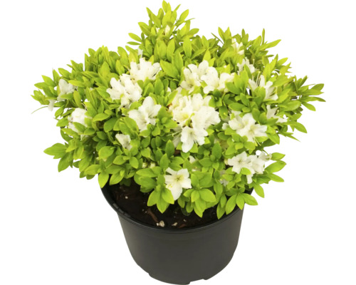 Azalka v kvetináči s bielymi kvetmi a zelenými listami