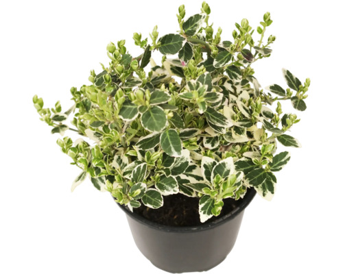 Bršlen Fortuneov bielo panašovaný FloraSelf Euonymus fortunei 'Emerald Gaiety' kvetináč Ø 13 cm