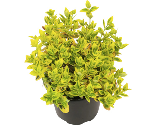 Bršlen Fortuneov žlto panašovaný FloraSelf Euonymus fortunei 'Emerald n Gold' kvetináč Ø 13 cm