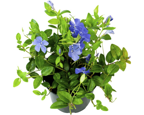 Zimozeleň menšia FloraSelf Vinca minor kvetináč Ø 13 cm