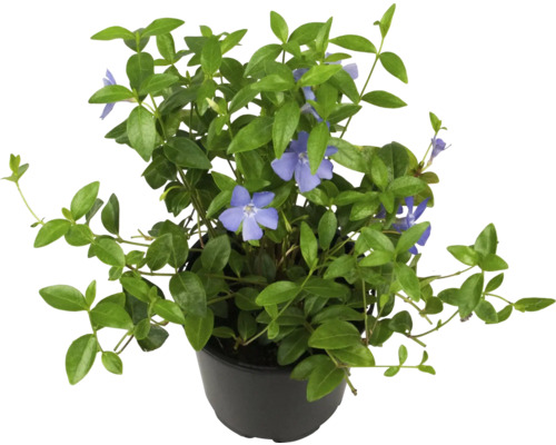 Zimozeleň v kvetináči