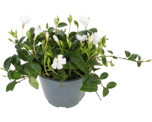 Biela zimozeleň menšia FloraSelf Vinca minor 'Alba' Ø kvetináča 13 cm