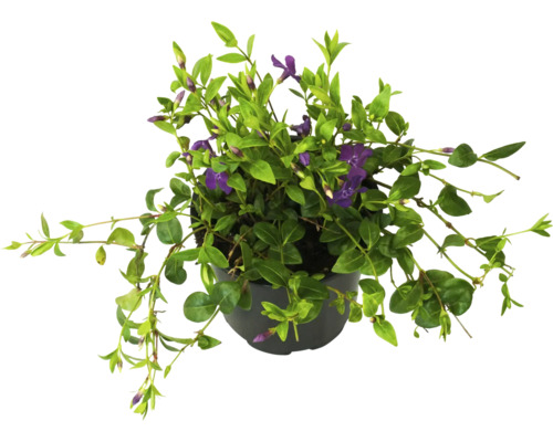 Zimozeleň fialovo kvitnúca FloraSelf Vinca minor 'Atropurpurea' kvetináč Ø 13 cm Zimozeleň menšia rastlina v kvetináči s fialovými kvetmi