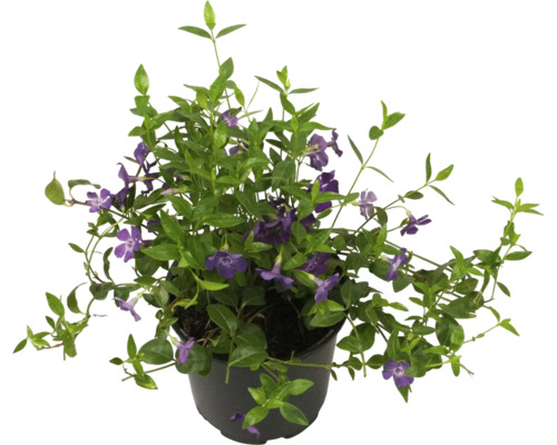 Zimozeleň s fialovými kvetmi v kvetináči