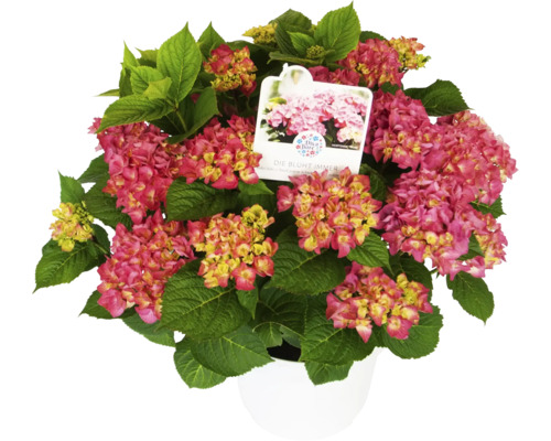 Guľovitá hortenzia v kvetináči s ružovými kvetmi a zelenými listami