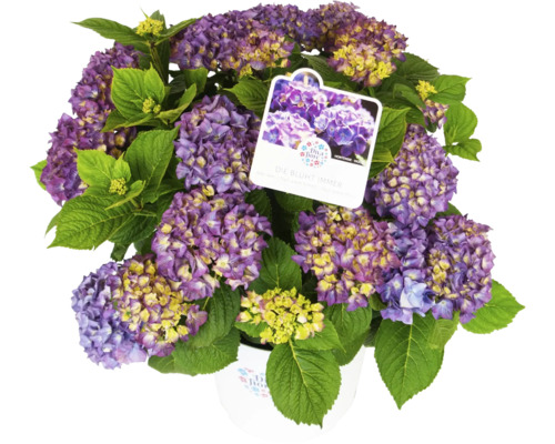 Hortenzia veľkolistá DIVA FIORE® Hydrangea macrophylla 'DIVA FIORE®' kvetináč 14 l, rôzne druhy