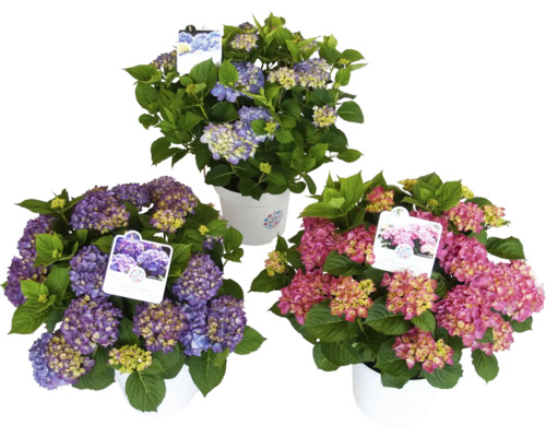 Tri hortenzie v kvetináčoch