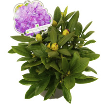 Rododendron Bohiken''s Lupinenberg Laguna v kvetináči