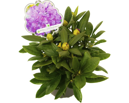 Rododendron Bohiken''s Lupinenberg Laguna v kvetináči
