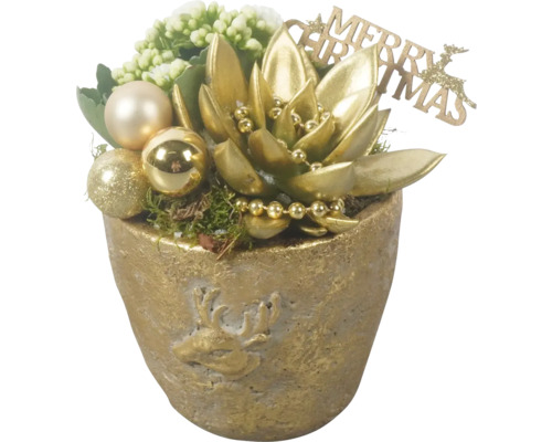 Vianočný aranžmán izbových rastlín FloraSelf v zlatom kvetináči Ø 15 cm