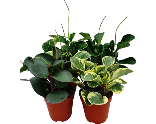 Pieprovec FloraSelf Peperomia Specials kvetináč Ø 12 cm 1 ks, rôzne druhy