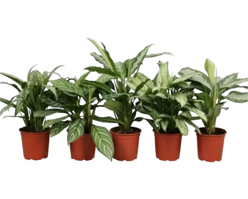 Aglaonéma mix FloraSelf Aglaonema výška cca 45 cm kvetináč Ø 17 cm 1 ks, rôzne druhy Päť rastlín Dieffenbachia v kvetináčoch