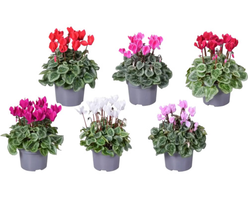 Cyklámen perzský mix FloraSelf Cyclamen výška 20-25 cm kvetináč Ø 10,5 cm 1 ks, rôzne farby