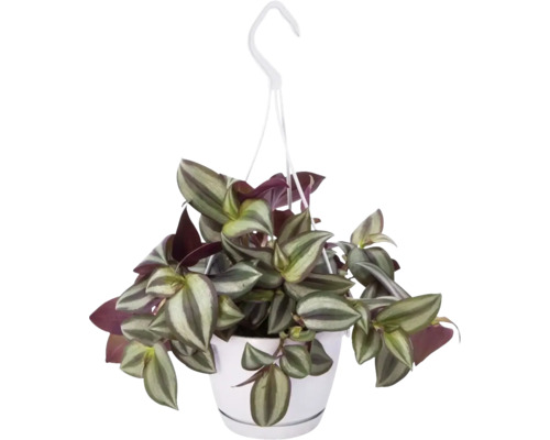 Zebrina v závesnom kvetináči FloraSelf Tradescantia zebrina 'Violet Hill' výška vr. kvetináča cca 17 cm Ø kvetináča 12 cm