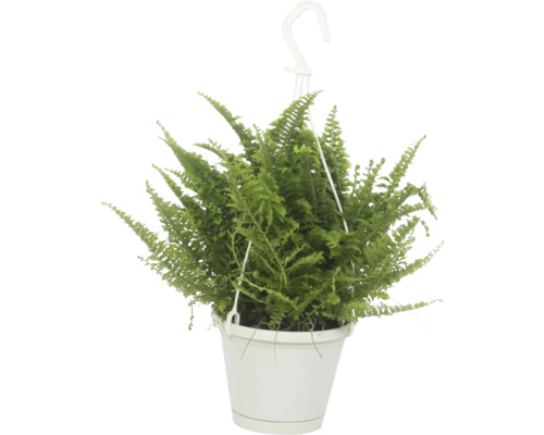 Nefrolepka vznešená v závesnom kvetináči FloraSelf Nephrolepis exaltata 'Vitale' Závesná rastlina s papraďou v kvetináči