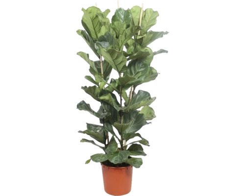 Fikus lyrový Ficus lyrata 3 výhony výška 180 cm kvetináč 34 cm