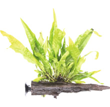 Akvarijná rastlina na koreňovom dreve s prísavkou