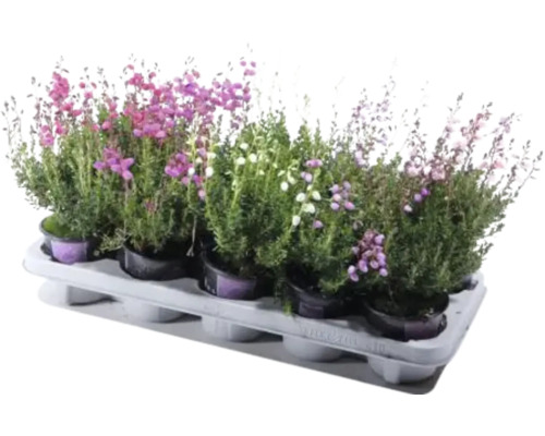 Sortiment vresov v sadbovacom podnose s rôznymi farbami kvetov