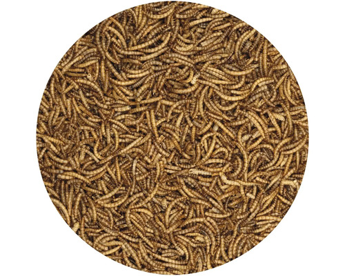 Múčne červy ako krmivo pre zvieratá