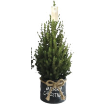 Vianočný stromček v kvetináči s nápisom Merry Christmas